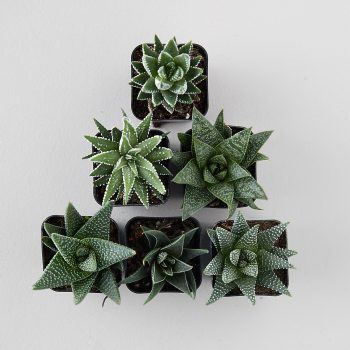 Haworthia Succulent Collection, Set of 6 by: